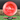 Red Discraft Captain's Caliber disc golf disc
