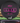 Discraft Luna Black/Magenta Shatter 175g