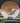Innova Roadrunner Gold-White/Gold 176g