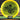 Discraft FuZed line Buzzz (Buzz Saw)