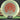 Mint Discs Nocturnal Freetail