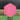 Six Sided Discs Hexagon - Swirly Base Pink