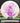 Discraft Buzzz Big Z White/Magenta 178.2g