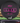 Discraft Luna Black/Magenta Shatter 173g