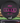Discraft Luna Black/Magenta Shatter 173g