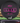 Discraft Luna Black/Magenta Shatter 174g