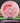 Discraft Raptor Total Eclipse Pink/Red